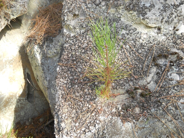 2015-08-26-noisy-sur-ecole (40)