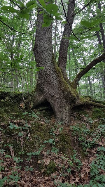 2018-06-10 - cheptainville (24)