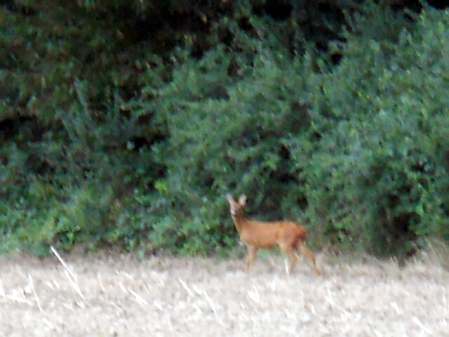 2014-08-17-bondoufle (02)