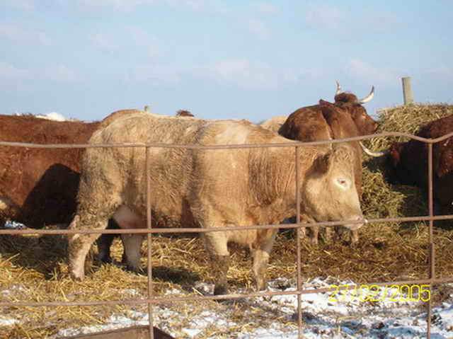 2005-02-27 Ormoy (22)