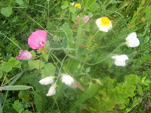 2014-08-17-bondoufle (14)