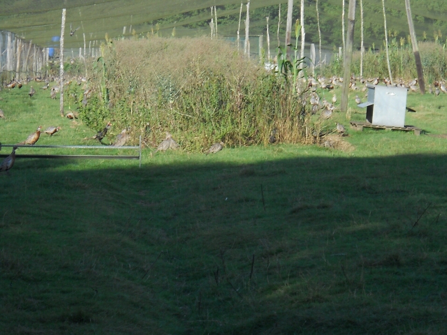 2014-08-31-rambouillet (02)