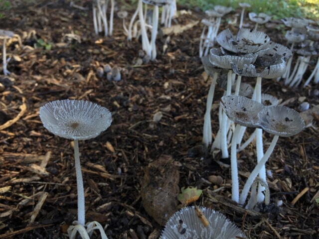 2015-09-20--yerres (13)