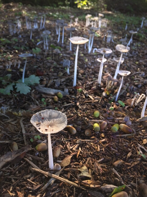 2015-09-20--yerres (14)