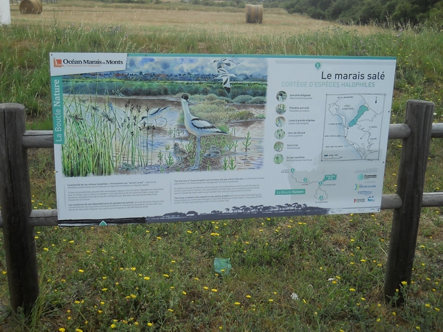 2015-07-20-notre-dame-de-monts (03)