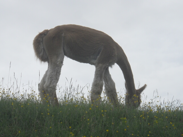 2015-05-15-chatillon-sur-loire (013)