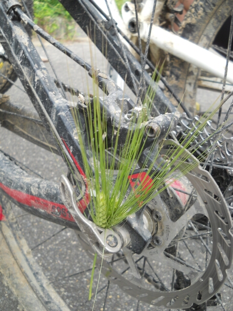 2015-05-15-chatillon-sur-loire (046)
