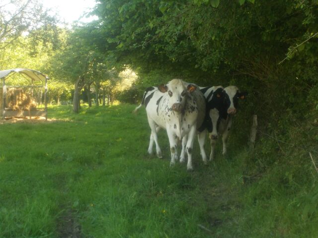 2017-05-25 - conde-sur-vire (064)