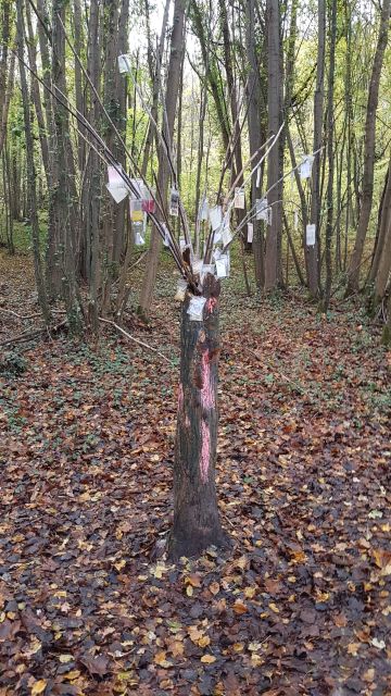 2017-11-05-am - saint-cheron (07)