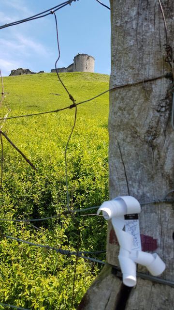 2018-05-12 - coucy-chateau-auffrique (47)