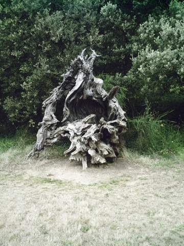 2007-07-08 - brem (12)