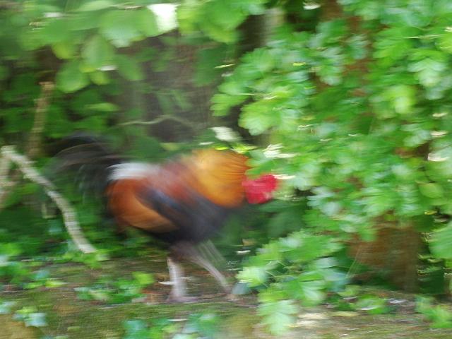 2009-05-22-trignac (087)