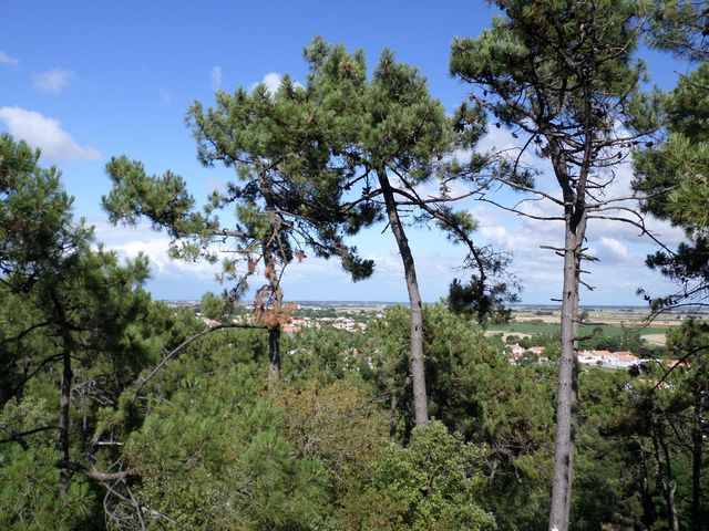 2016-07-13-fromentine (15)