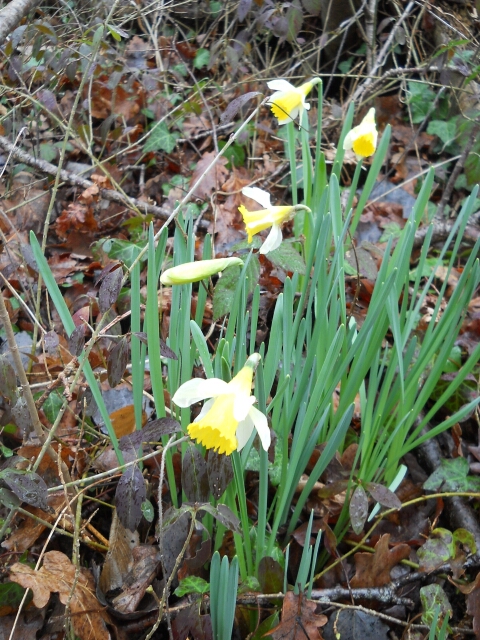 2016-02-14-bondoufle (15)