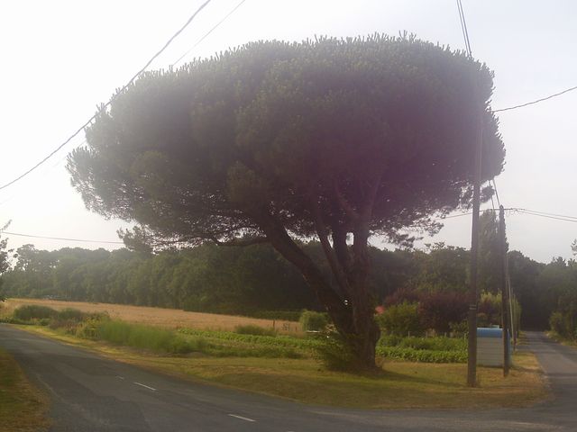 2016-07-21-apremont (01)
