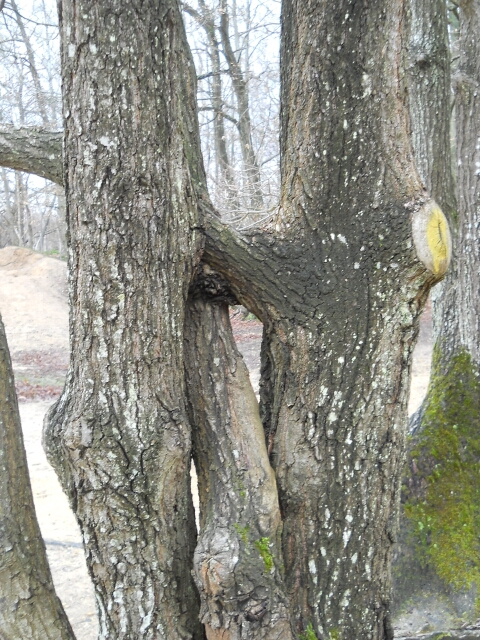 2016-02-14-bondoufle (08)