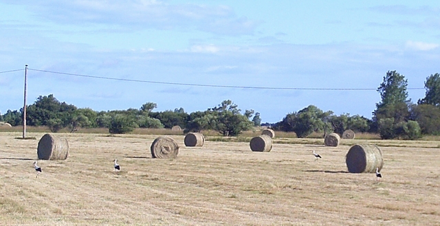 2016-07-12- noirmoutier (02)