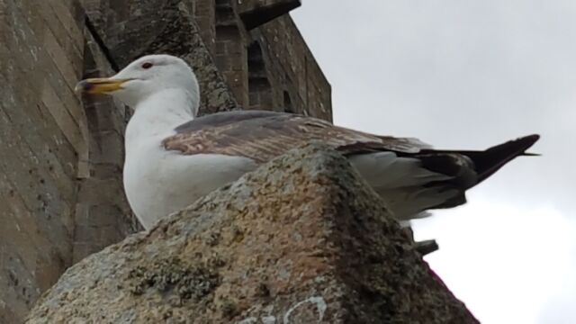 2017-05-28 - mont-saint-michel (74)
