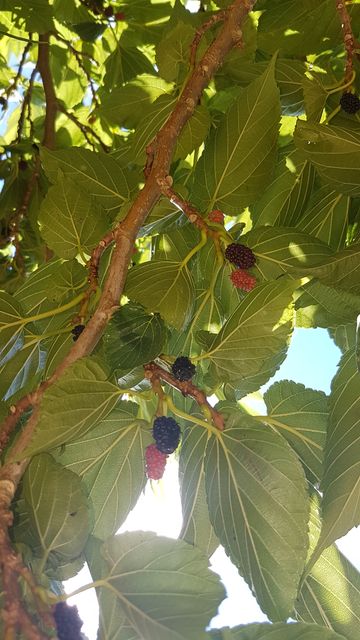 2017-08-09 - saint-jean-de-monts (21)