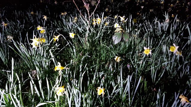 2017-03-20 - le coudray-montceaux (07)