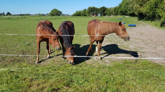 2017-05-26 - coutances (018)
