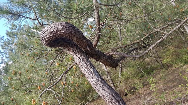 2017-04-13 - saint-jean-de-monts (10)