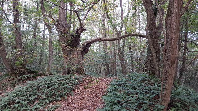 2017-10-06 - saint-cheron (10)