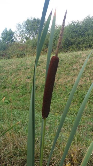 2015-08-14-bondoufle (13)