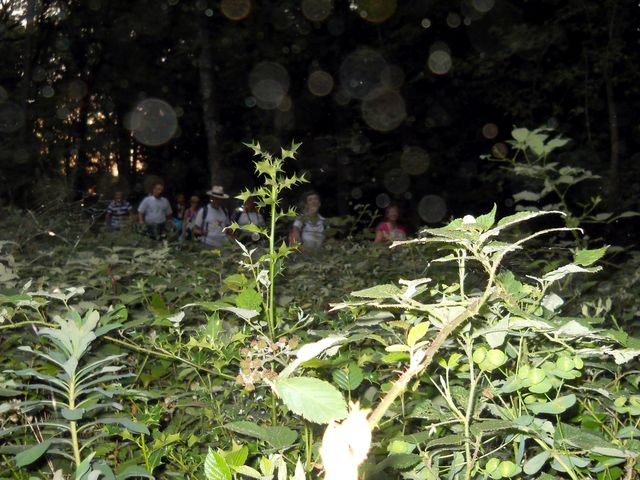 2011-07-02-marche dinatoire (15)