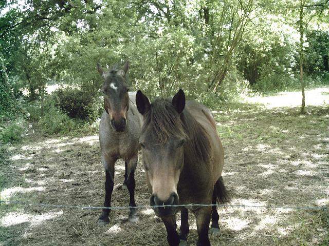 2009-05-23-grandlieu (056)