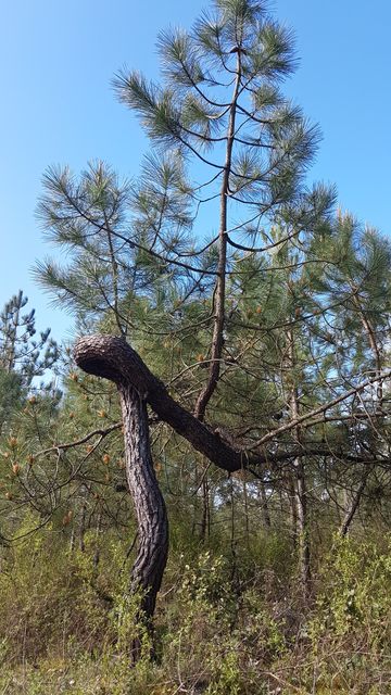 2017-04-13 - saint-jean-de-monts (11)