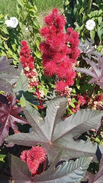 2017-08-06 - noirmoutier (21)