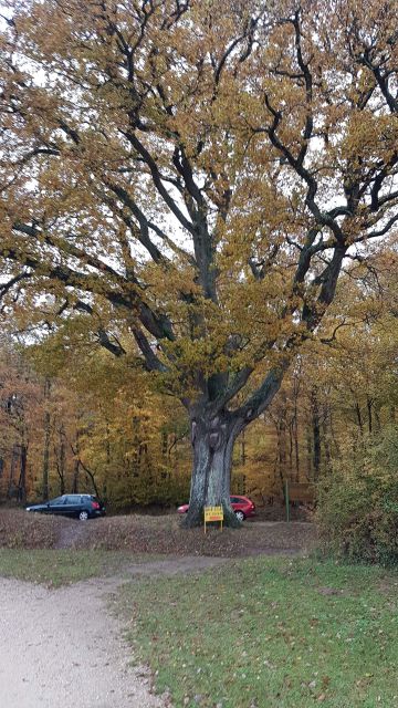2017-11-11 - montargis (08)