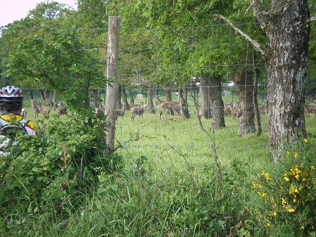 2009-05-21-pornic (016)
