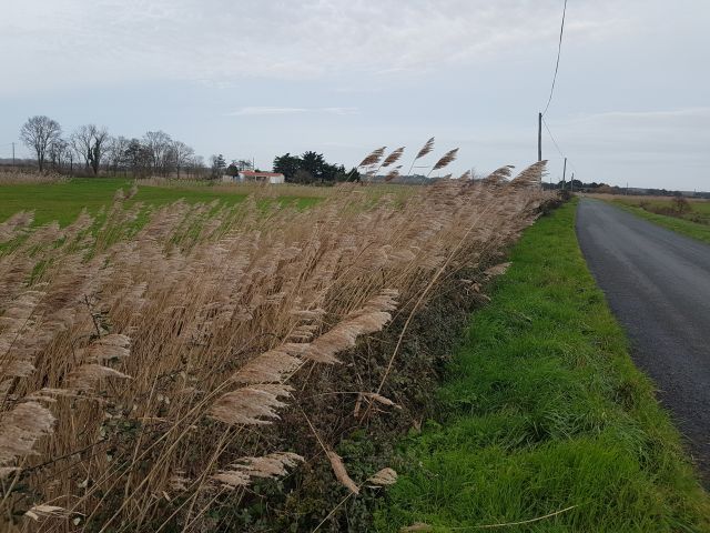 2020-02-16 - fromentine (03)
