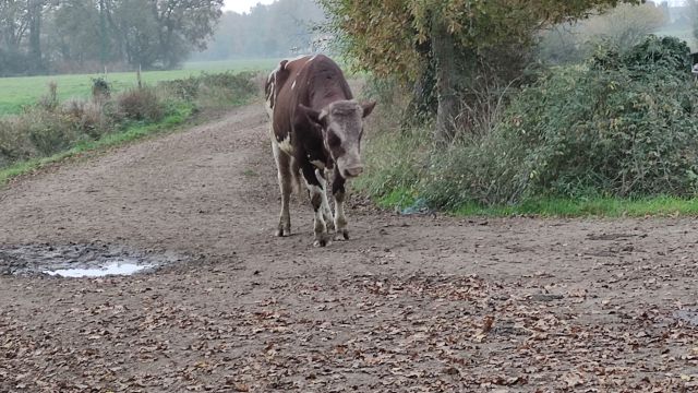 2021-11-21 - commequiers (04)