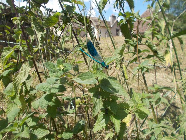 2018-07-03 - dourdan (26)