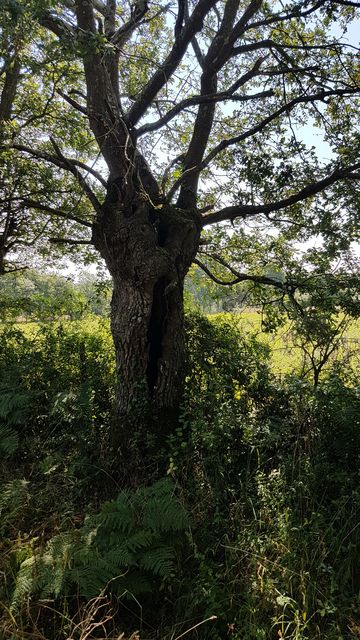 2018-07-14 - frossay (13)