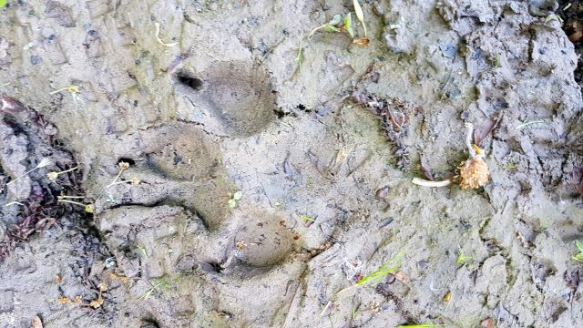 2018-05-12 - coucy-chateau-auffrique (14)