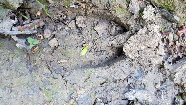 2018-05-12 - coucy-chateau-auffrique (15)