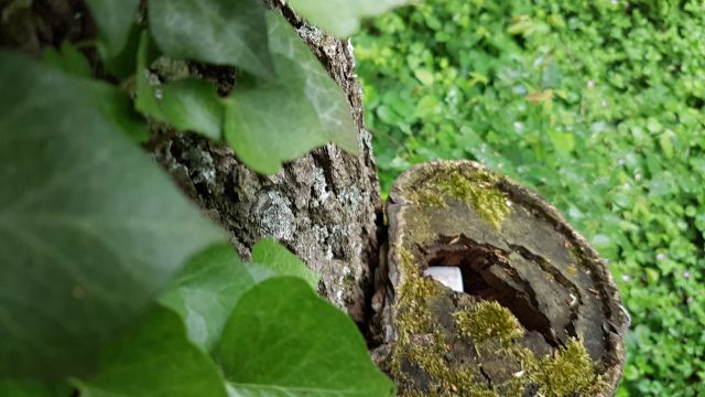 2018-05-16 - breuillet (28)