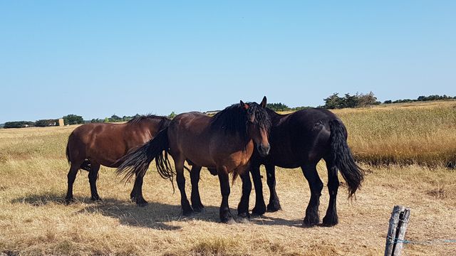 2018-07-16 - st-gilles-fromentine (08)