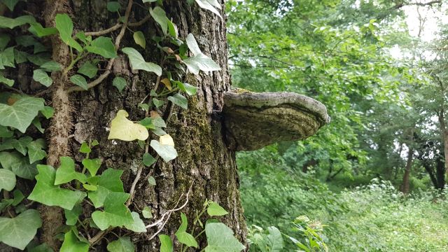 2018-05-16 - breuillet (27)
