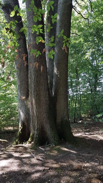 2018-09-01 - neuville-aux-bois (03)