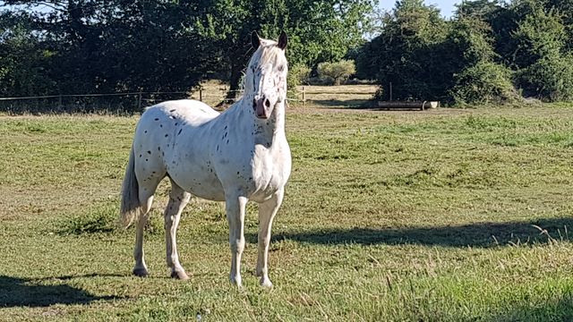 2018-08-01 - challans (02)