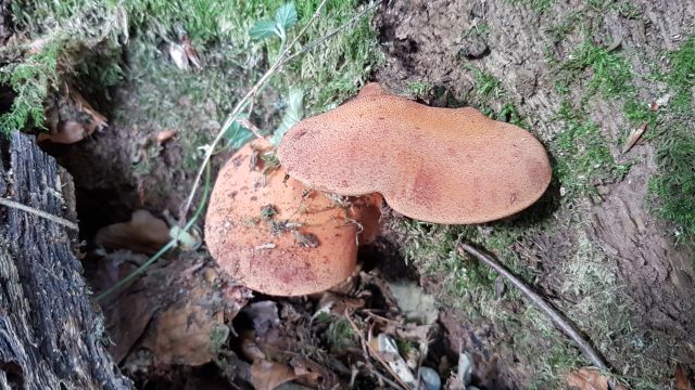 2018-08-26 - dourdan (09)