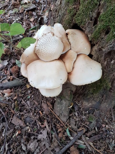 2018-10-07 - quincy-sous-senart (19)