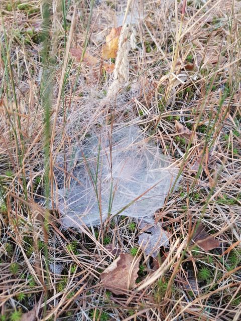 2018-10-21 - veneux-les-sablons (11)