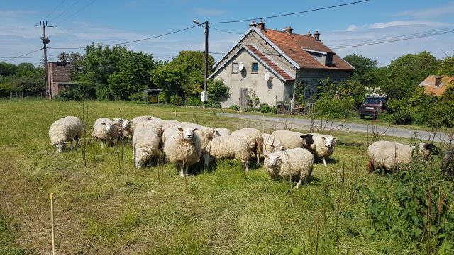 2018-05-12 - coucy-chateau-auffrique (32)