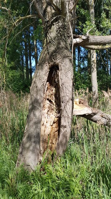 2018-05-11 - crecy-sur-serre (51)